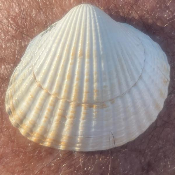 Gewone kokkel (Cerastoderma edule)
